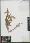Foto von Salix viminalis L.
